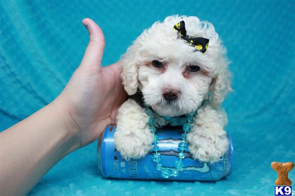 lvpuppyheaven Picture 3